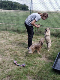 Sorties sur parcours des Chiens